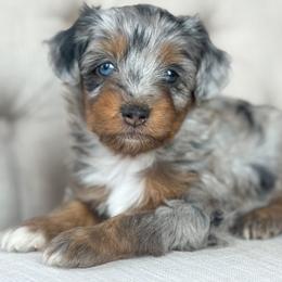 Planner📘 - Blue merle female Aussiedoodle puppy in Granbury, Texas from Triple Cross Doodles