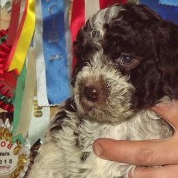 Lagotto Romagnolo Puppies from Northwest Lagotto