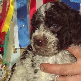 Lagotto Romagnolo Puppies from Northwest Lagotto