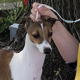 Gucci - Italian Greyhound