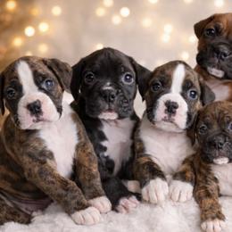 Boxers from JM Legacy Boxers