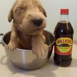 Molasses (Boy 5) - Dark golden male Golden Retriever puppy in Wendell, Minnesota from Floden Farm Golden Retrievers