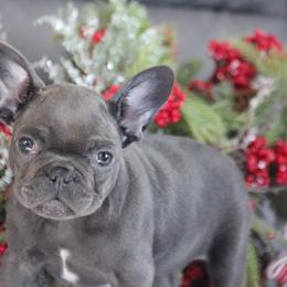 Boosie - Blue male French Bulldog puppy in Piedmont, Oklahoma from 5A Frenchies