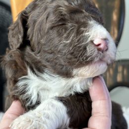 Ethel - Brown and white female Aussiedoodle puppy in Bridge City, Texas from My Amis AussieDoodles