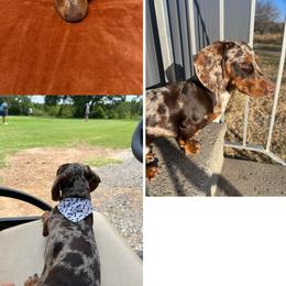 Slink - Dachshund
