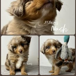 (2) Jingle, RMM - Red merle male Miniature American Shepherd puppy in Huntington, Texas from JKKJ Farms