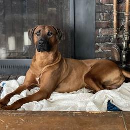 Sirius - Rhodesian Ridgeback