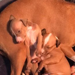 Italian Greyhounds from Nautica Wildhart
