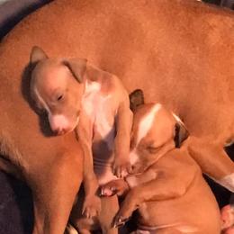 Italian Greyhounds from Nautica Wildhart