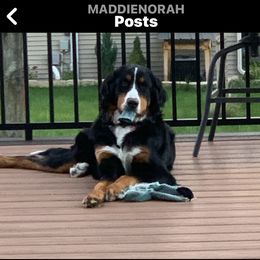 Bernese Mountain Dog Puppies from Lonesome Pine Farm