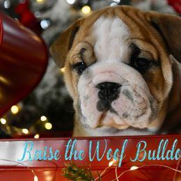 Dwight - Red male Bulldog puppy in Caledonia, New York from Raise The Woof Bulldogs