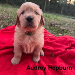 Audrey Hepburn - Golden female Golden Retriever puppy in Meriden, Kansas from Sunkissed Retrievers
