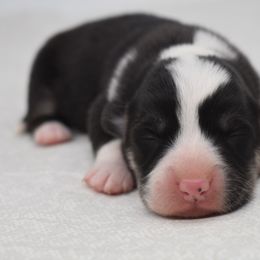 Hawke - Black and tan male Pembroke Welsh Corgi puppy in San Antonio, Texas from Moxxi's Legacy Corgis