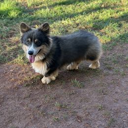 Griffin - Pembroke Welsh Corgi