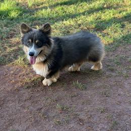 Griffin - Pembroke Welsh Corgi