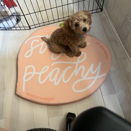 Australian Shepherd and Poodle Puppies from The Mason Farm