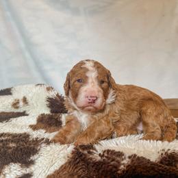 Promise - Red male Bernedoodle puppy in Jackson, Missouri from Pincksten Family Doodles