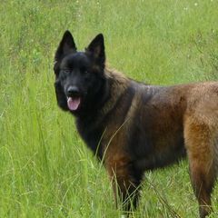 Sirius - Belgian Tervuren
