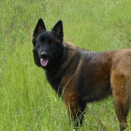 Sirius - Belgian Tervuren