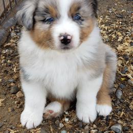 Australian Shepherd Puppies from Classy Aussies