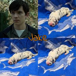 Jake - Blue and white male Great Dane puppy in Pollock, Louisiana from Danes Done Right