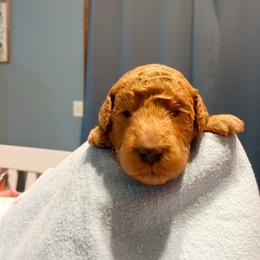Blue - Apricot male Poodle puppy in Big Rapids, Michigan from Meeker's Ridge Standard Poodles