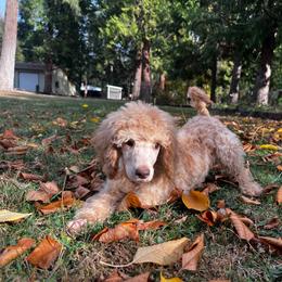 Chloe - Apricot female Poodle puppy in Wolf Creek, Oregon from Dejah Bleu Kennels
