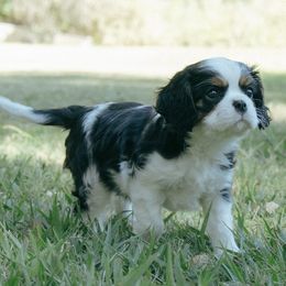 Cavalier King Charles Spaniel Puppies from Gold Country Cavaliers