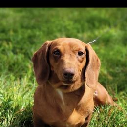 Maggie - Dachshund