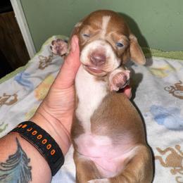 AKC Rose - Piebald female Dachshund puppy in Knoxville, Tennessee from Thea's Puppies
