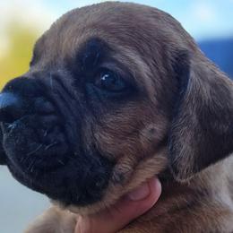 Black Collar - Red male Cane Corso puppy in Granbury, Texas from La Muerte Corso Kennel