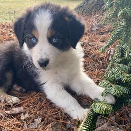 Boy 1 - Black tri-color male Australian Shepherd puppy in Tekonsha, Michigan from Cottage Farm Aussies