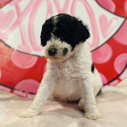 Willie - Goldendoodle puppy from Life of the Parti Doodles