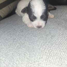 Girl 2 - White female Havanese puppy in Columbus, Ohio from Havanese Puppies Columbus