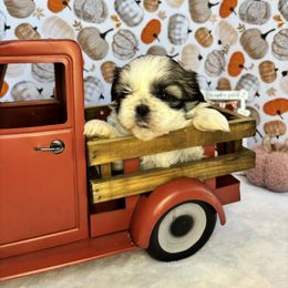 Dahlia - Brindle and white female Shih Tzu puppy in Mountain Grove, Missouri from Happy Hounds and More🐾