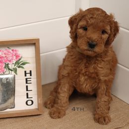 Poodle Puppies from Red Barn Moyen Poodles