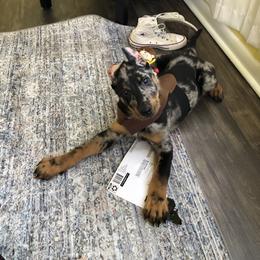 Beauceron and Doberman Pinscher Puppies from Elitehaus