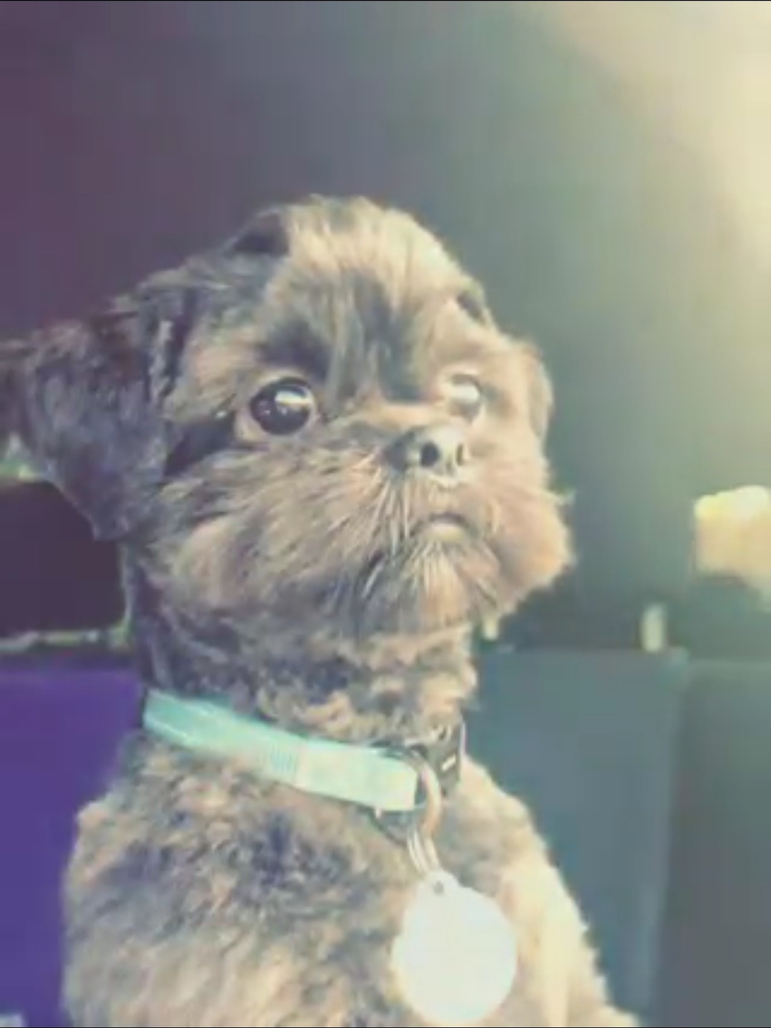 Shih Tzu Puppies from Wandering Tzu