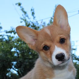Girl 6 - Red Pembroke Welsh Corgi puppy in Solano County, California from Early Spring Corgis