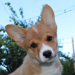 Girl 6 - Red Pembroke Welsh Corgi puppy in Solano County, California from Early Spring Corgis