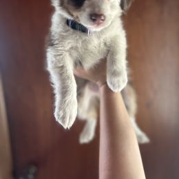 Miniature Australian Shepherd Puppies from Macks Mini Aussies