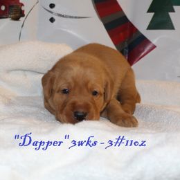 Labrador Retriever Puppies from Rainy Lake Labrador Retrievers