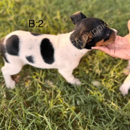 Rat Terrier Puppies from FA puppies