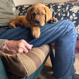 3rd pick girl - Yellow female Labrador Retriever puppy in Littlefield, Arizona from Susan Burkey