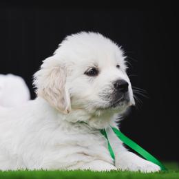 Golden Retriever Puppies from Nicholberry Goldens