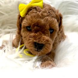 Yellow Collar - Apricot female Poodle puppy in Stockton, California from R&R Goldendoodles