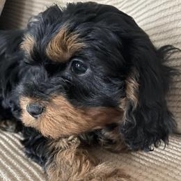 Cavapoos and Goldendoodles from Countyline Doodles LLC