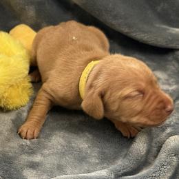 Yellow Girl - Golden rust female Vizsla puppy in Foley, Alabama from Paula's South Bama Vizslas