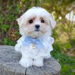 Companion Cross, Havanese, Mal-Shi, Maltese, Maltipoo, Morkie, and Shih Tzu Puppies from Seeking Shalom Acres Maltese, Maltipoos & Havamalts