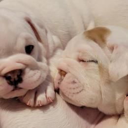 Bulldog and French Bulldog Puppies from The Georgia Bully Bunch